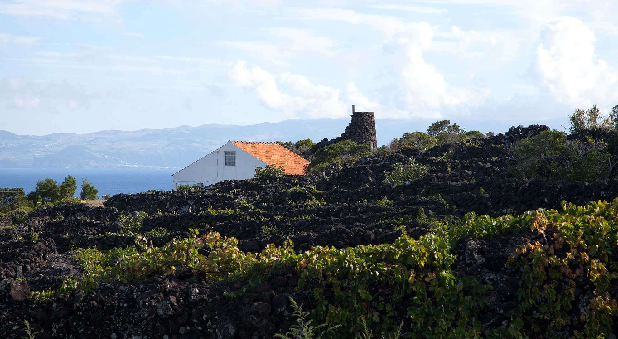Lajido Vineyards trail in Pico island