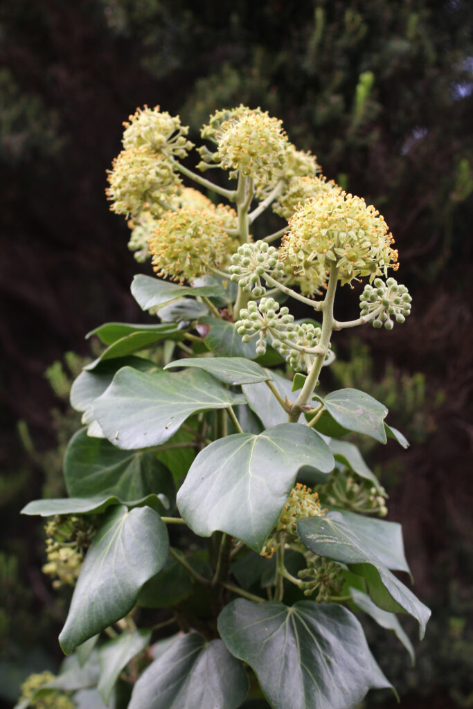endemic plant
