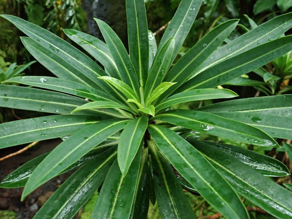endemic plants