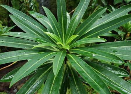 endemic plants
