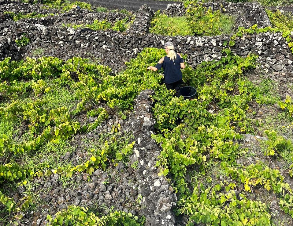 vinha biológica no pico